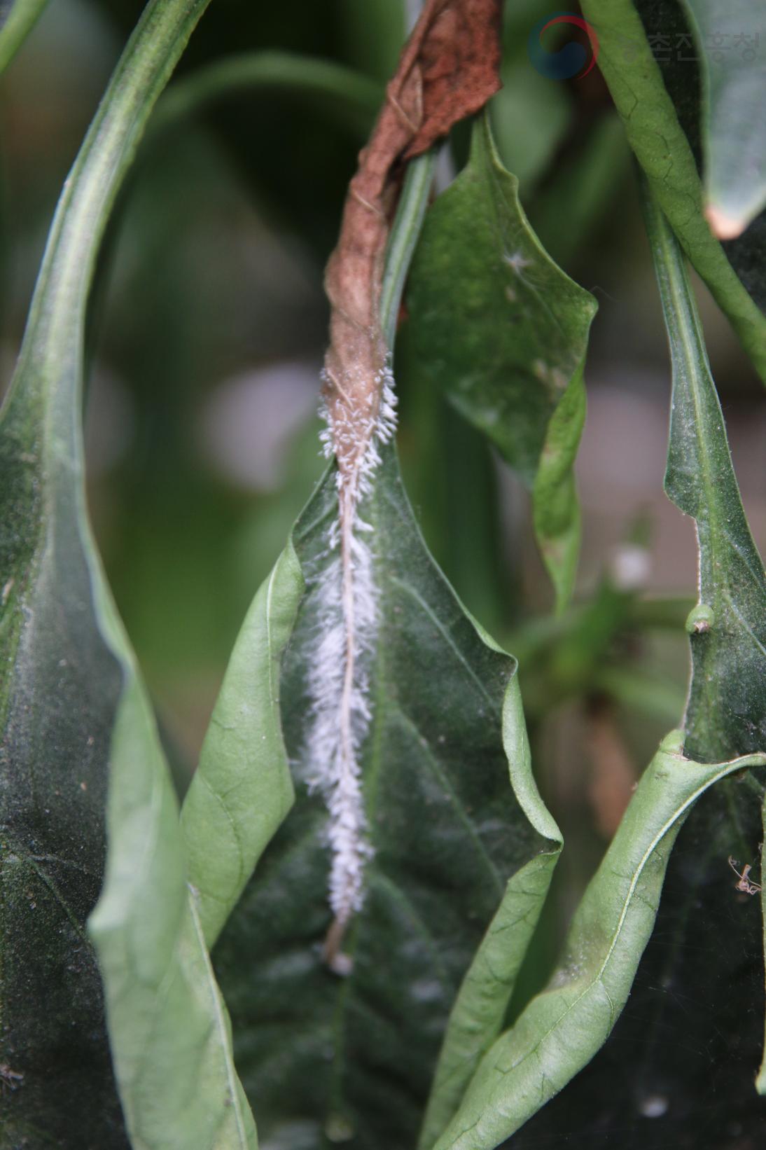 Choanephora cucurbitarum